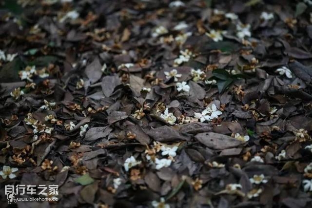 喜德盛山地车最轻量版,超轻自行车《喜德盛》