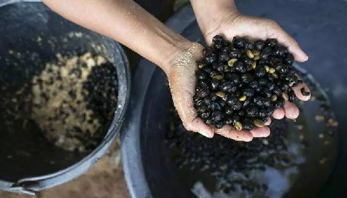 「泰·好食」作为咖迷，这些泰国咖啡文化您得知道