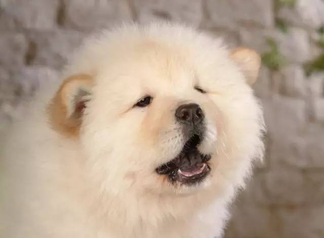 中华名犬唯一上榜的犬,中国顶级中华名犬猎犬