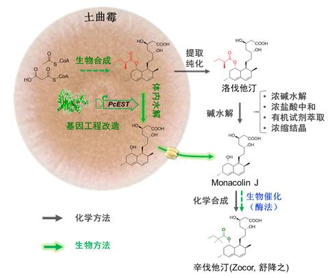 基因工程制药方面的突破,基因重组降血脂药