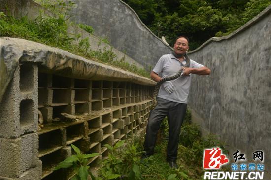 田斌初：痴心养“蛇”走上“致富路”