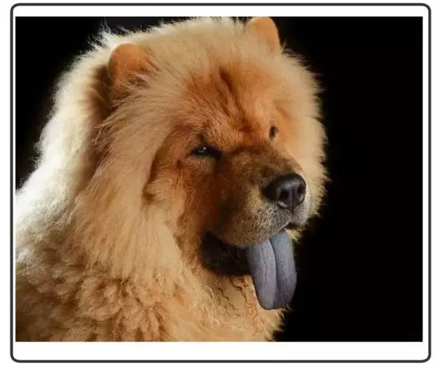 中华名犬唯一上榜的犬,中国顶级中华名犬猎犬