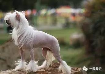 养宠知识狗狗呕吐了怎么办,狗狗掉毛10大原因及解决方法