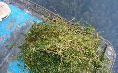 蟹塘养殖要注意什么,河蟹养殖下雨天缺氧吗