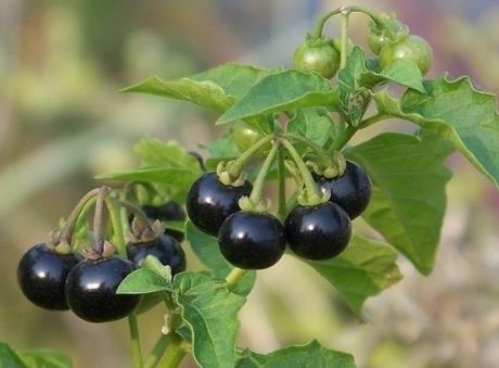 龙葵的药用价值和作用,龙葵的营养价值和功效