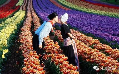 世界最美的郁金香花海,南京郁金香花海