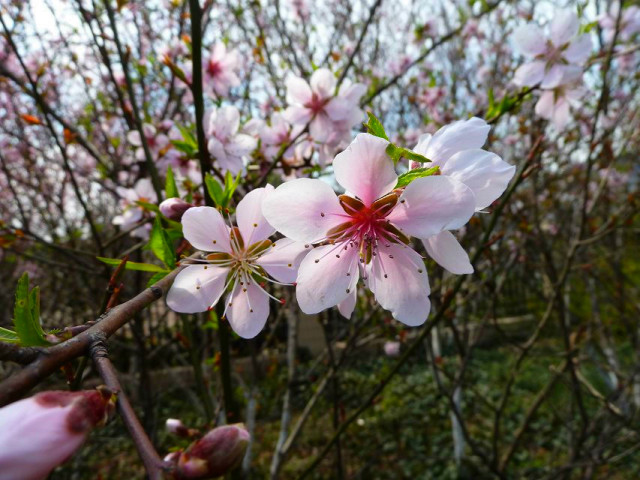 顺时而食节气美食推荐惊蛰篇,今日惊蛰食谱大全