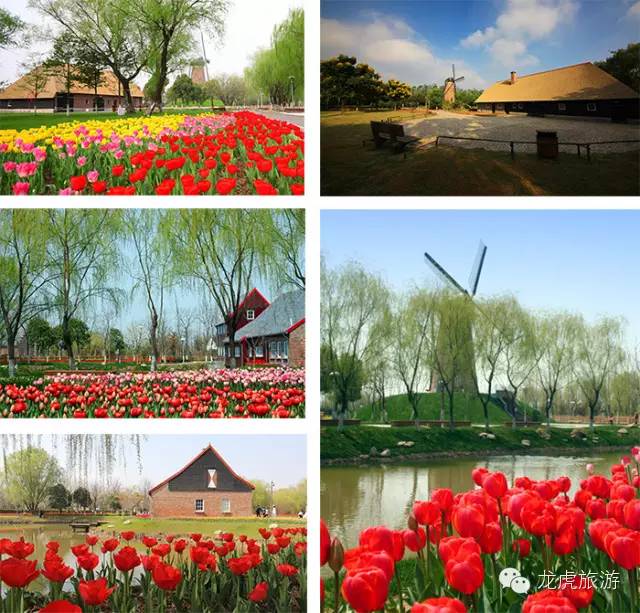 世界最美的郁金香花海,南京郁金香花海