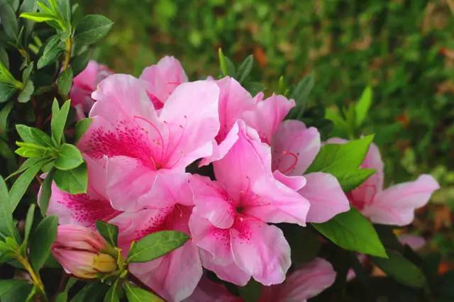 顺时而食节气美食推荐惊蛰篇,今日惊蛰食谱大全