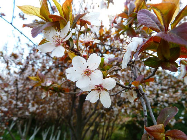 顺时而食节气美食推荐惊蛰篇,今日惊蛰食谱大全