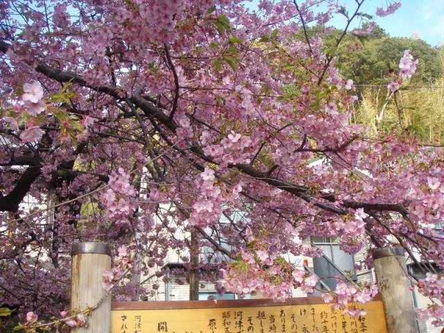 日本樱花盛开之时游人如织,日本已经等不及了