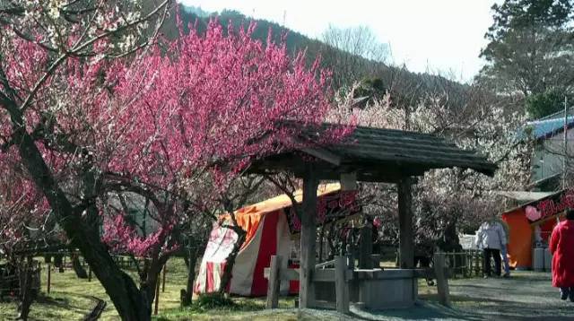 日本樱花盛开之时游人如织,日本已经等不及了