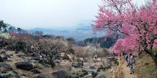日本樱花盛开之时游人如织,日本已经等不及了