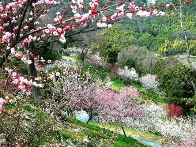 日本樱花盛开之时游人如织,日本已经等不及了