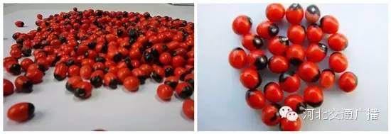 992|提醒3微克可致死!这种东西居然在“某宝”上有卖...