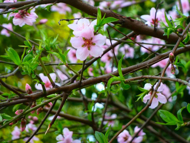 顺时而食节气美食推荐惊蛰篇,今日惊蛰食谱大全