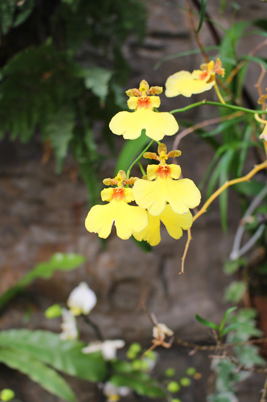 顺时而食节气美食推荐惊蛰篇,今日惊蛰食谱大全