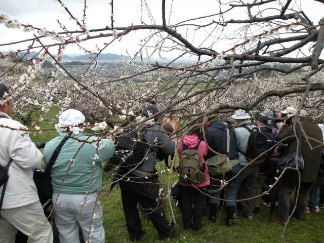 日本樱花盛开之时游人如织,日本已经等不及了