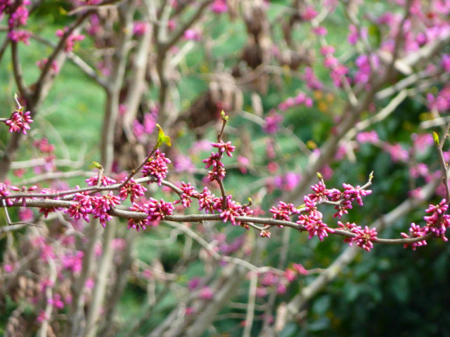 顺时而食节气美食推荐惊蛰篇,今日惊蛰食谱大全