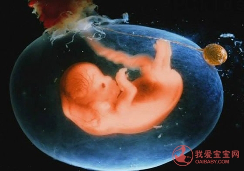 牛胎盘和人胎盘有什么区别,胎盘低置和胎盘前置的区别