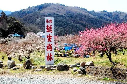 日本樱花盛开之时游人如织,日本已经等不及了