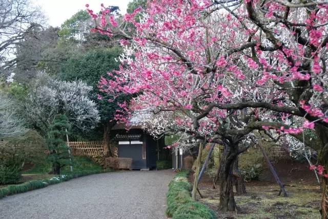 日本樱花盛开之时游人如织,日本已经等不及了