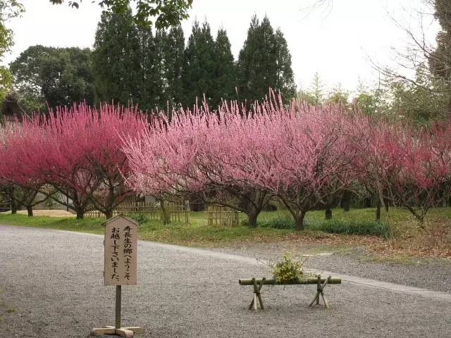 日本樱花盛开之时游人如织,日本已经等不及了