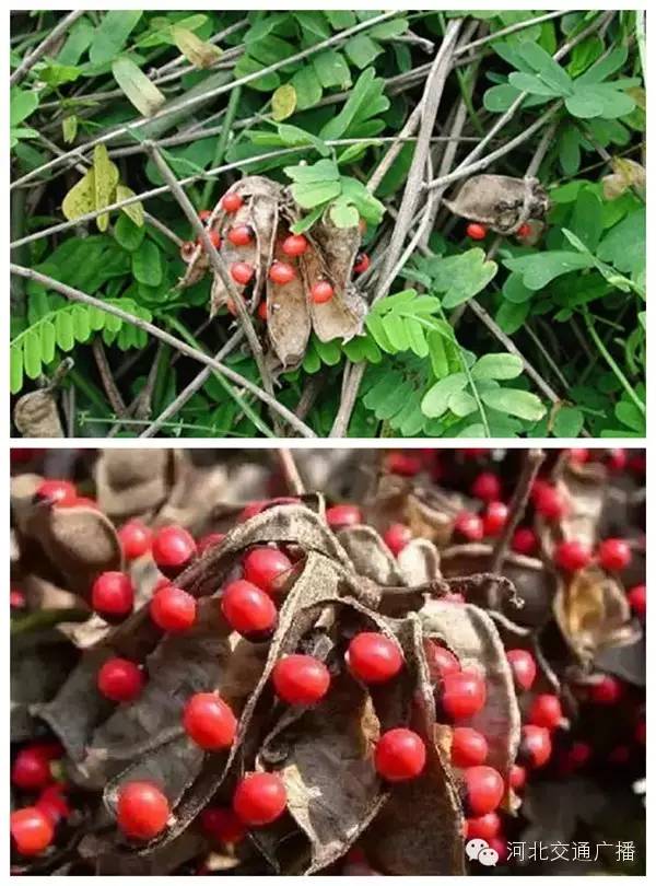 992|提醒3微克可致死!这种东西居然在“某宝”上有卖...