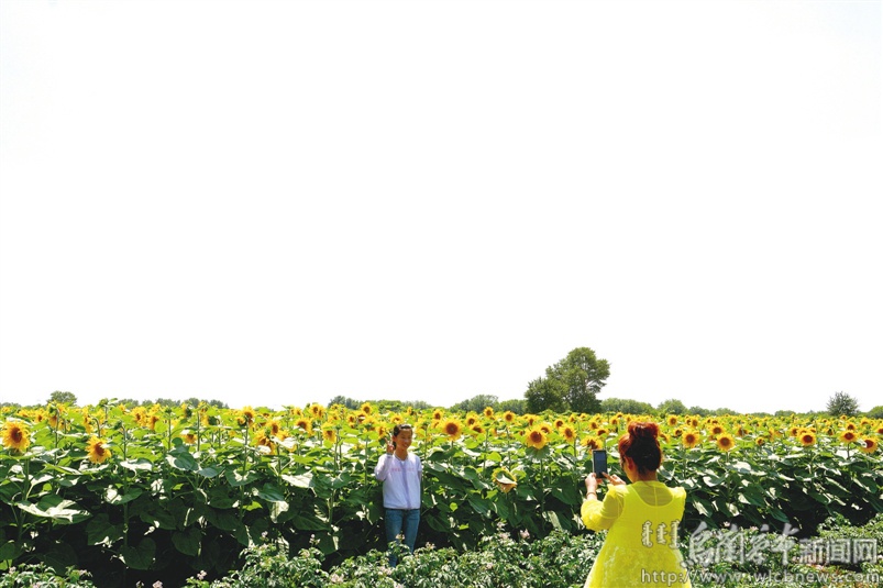 促进农民增收农业增效,商都县乡村振兴最新情况