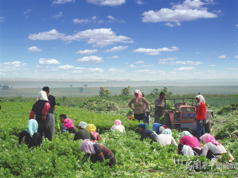 促进农民增收农业增效,商都县乡村振兴最新情况