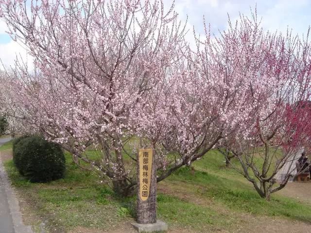 日本樱花盛开之时游人如织,日本已经等不及了