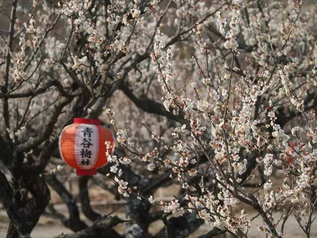 日本樱花盛开之时游人如织,日本已经等不及了