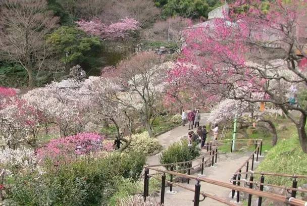 日本樱花盛开之时游人如织,日本已经等不及了