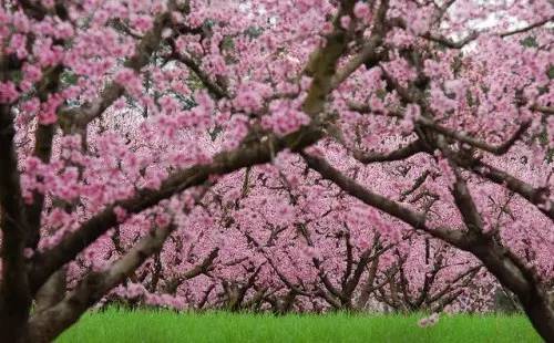 日本樱花盛开之时游人如织,日本已经等不及了