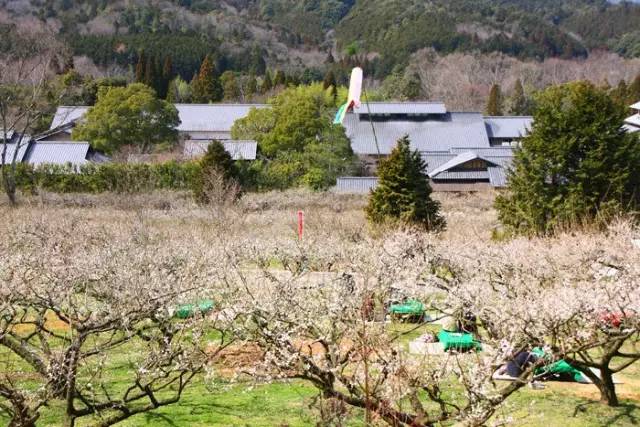 日本樱花盛开之时游人如织,日本已经等不及了