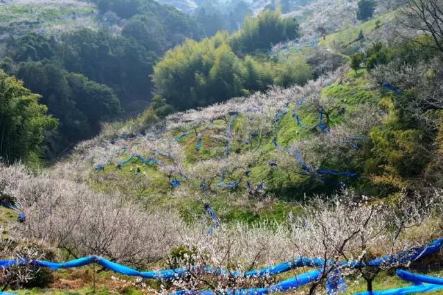 日本樱花盛开之时游人如织,日本已经等不及了