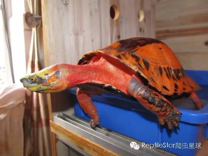 流水账解说dota,流水账跟台账优缺点