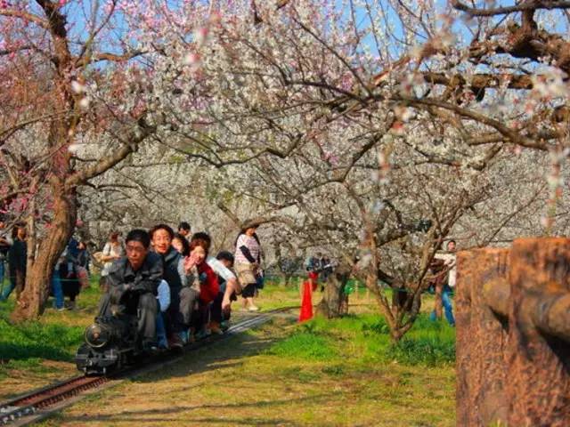 日本樱花盛开之时游人如织,日本已经等不及了