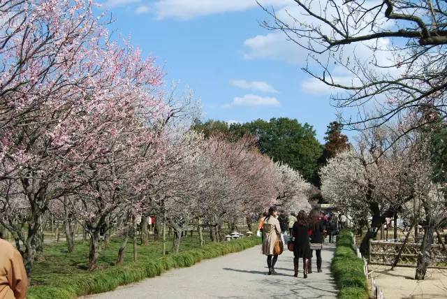 日本樱花盛开之时游人如织,日本已经等不及了