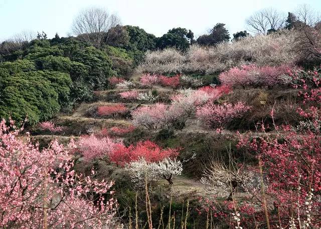 日本樱花盛开之时游人如织,日本已经等不及了