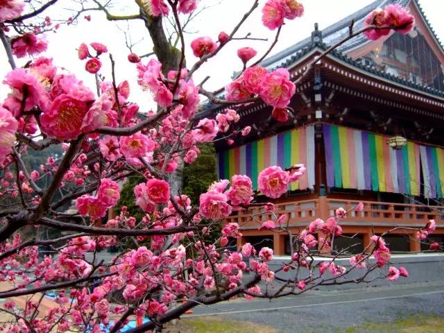 日本樱花盛开之时游人如织,日本已经等不及了