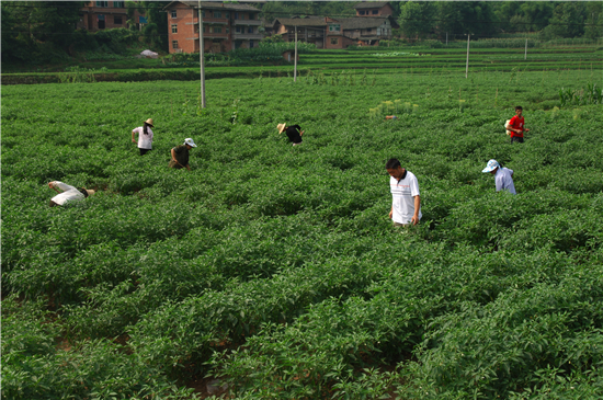 重庆周君记火锅料,周君记火锅