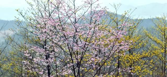 畅游通山，*光春**烂漫映北山一季樱花梦里来