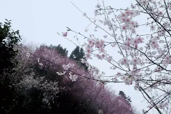 畅游通山，*光春**烂漫映北山一季樱花梦里来