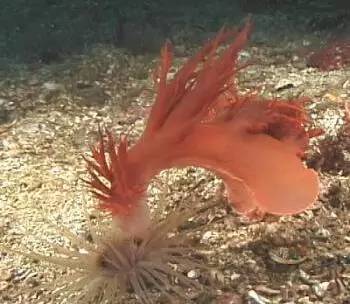 海兔教程,原神海兔全图鉴