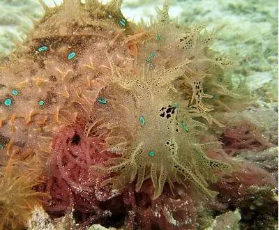 海兔教程,原神海兔全图鉴