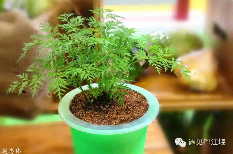 走去新丰骑车赏红枫泡温泉品美食,走温江田园去观赏美好生活