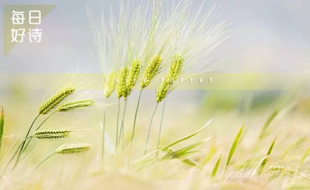 一束麦草的灯火,穿过八千里路和云丨每日好诗