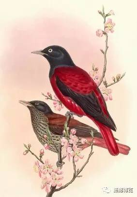 一大群喜鹊在天空盘旋,一堆喜鹊飞来