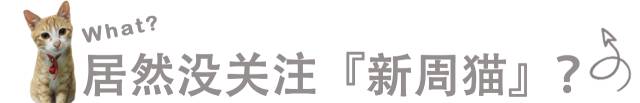 太热了夏天猫咪如何补水消暑,夏天猫咪不热吗